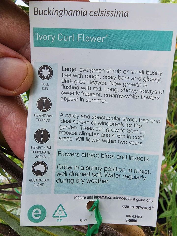 Ivory Curl Flower Tree 250mm Pot (Buckinghamia celsissima) (Pick up Only) - Ladybird Nursery