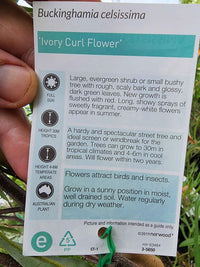 Ivory Curl Flower Tree 250mm Pot (Buckinghamia celsissima) (Pick up Only) - Ladybird Nursery