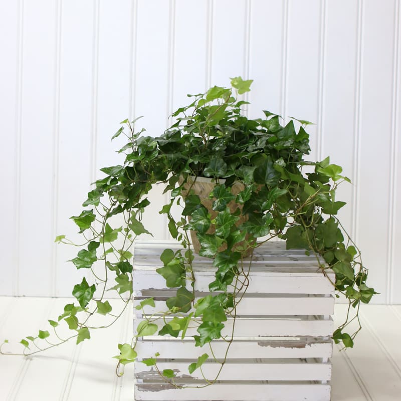 Ivy Climbers - Ladybird Nursery