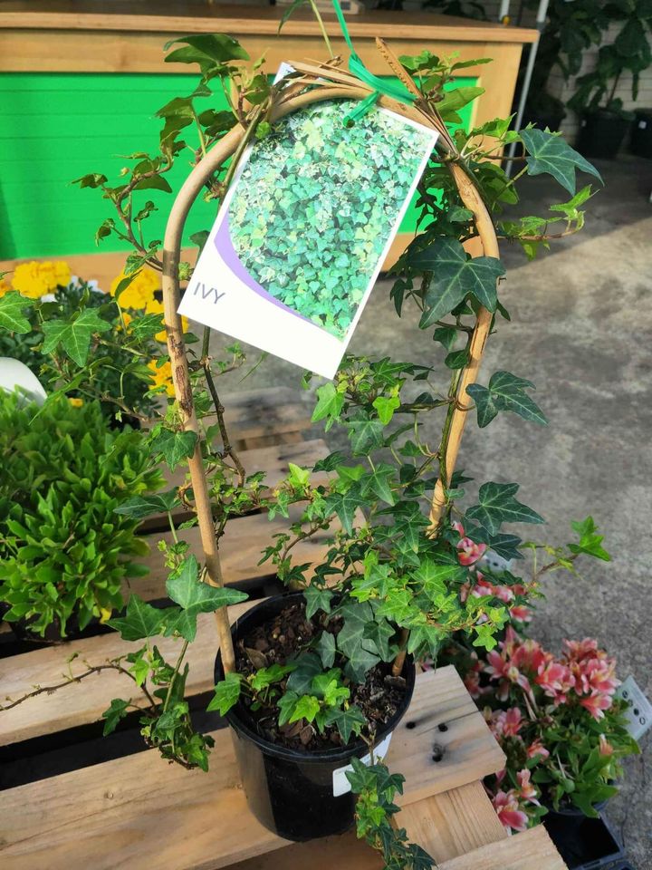 Ivy climbing - Ladybird Nursery