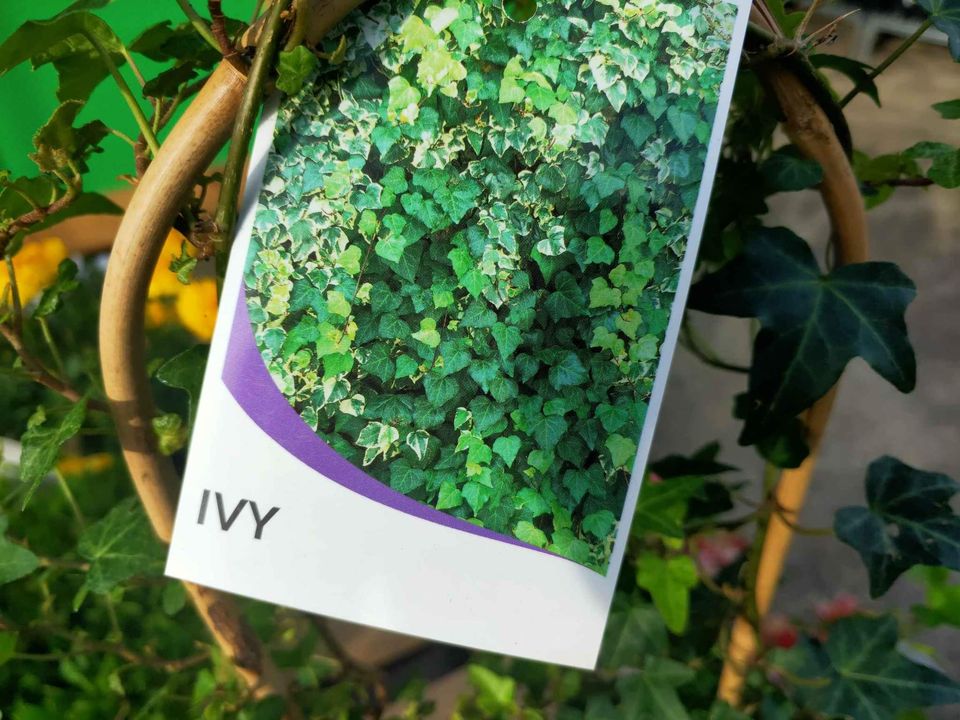 Ivy climbing