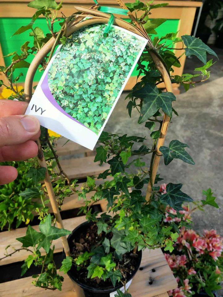 Ivy climbing - Ladybird Nursery