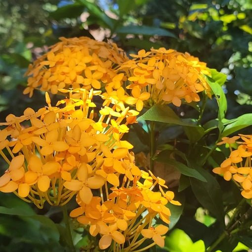 Ixora Gold (Ixora compacta) - Ladybird Nursery