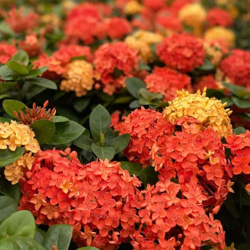 Ixora Orange (Ixora compacta)