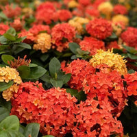 Ixora Orange (Ixora compacta) - Ladybird Nursery