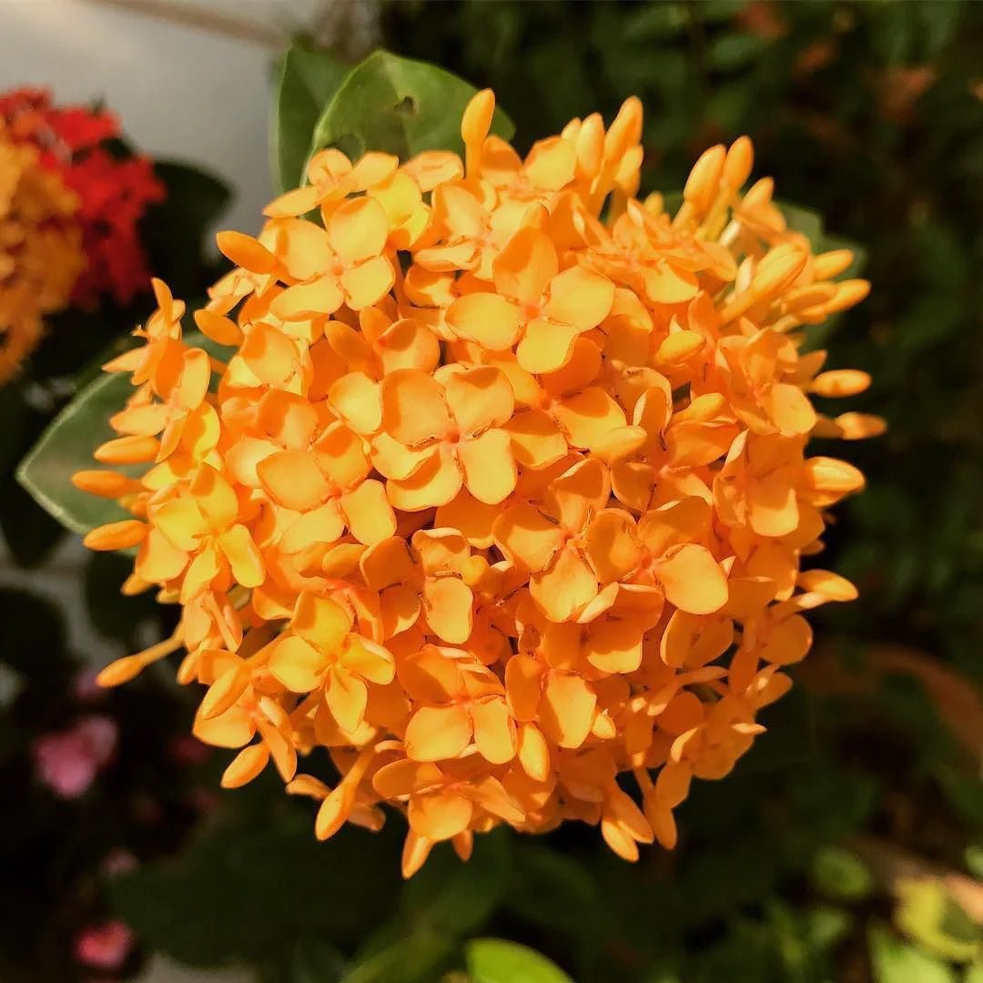 Ixora Gold (Ixora compacta) - Ladybird Nursery