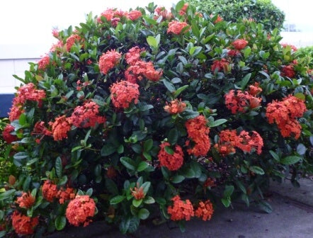 Ixora Coral Fire