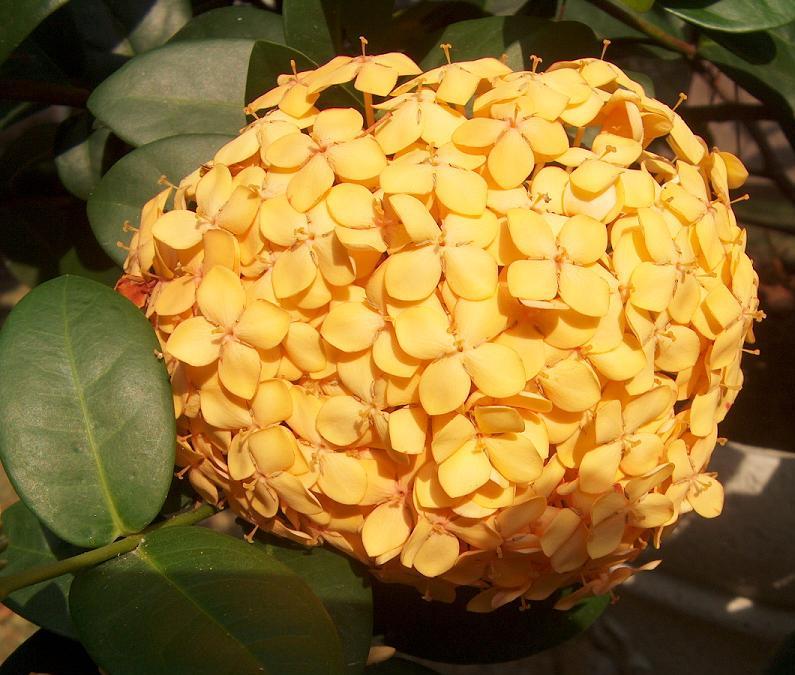 Ixora Gold Fire