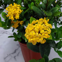 Ixora Dwarf Yellow