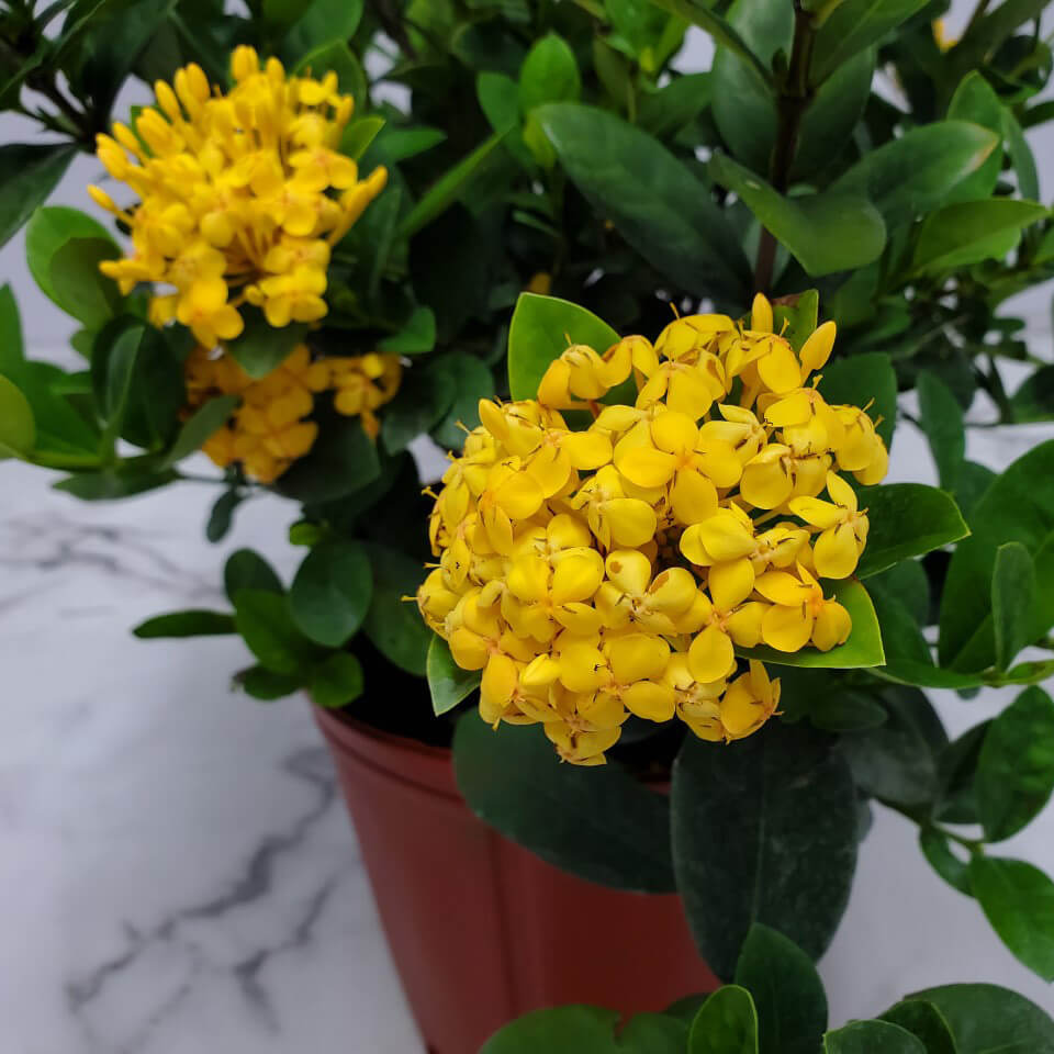 Ixora Dwarf Yellow - Ladybird Nursery