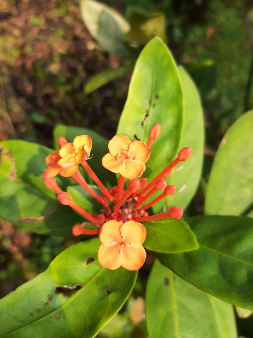 Ixora Prince of Orange (Ixora chinensis)