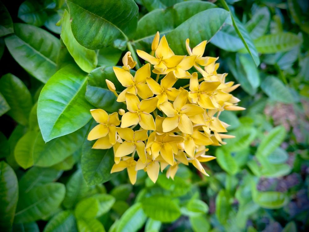 Ixora Gold (Ixora compacta) - Ladybird Nursery