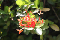 Ixora Splash Variegated (Ixora chinensis)