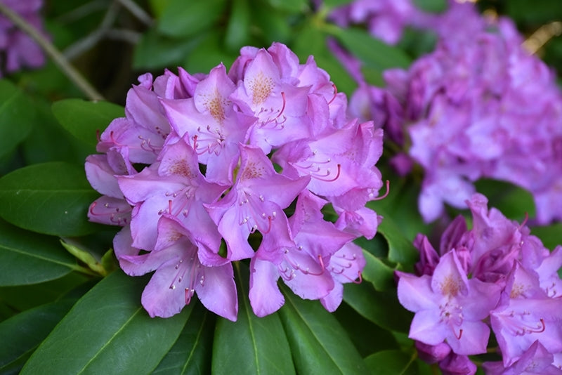 Rhododendron Elegans