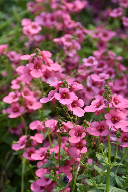 Twinspur Dreamer (Diascia Little)