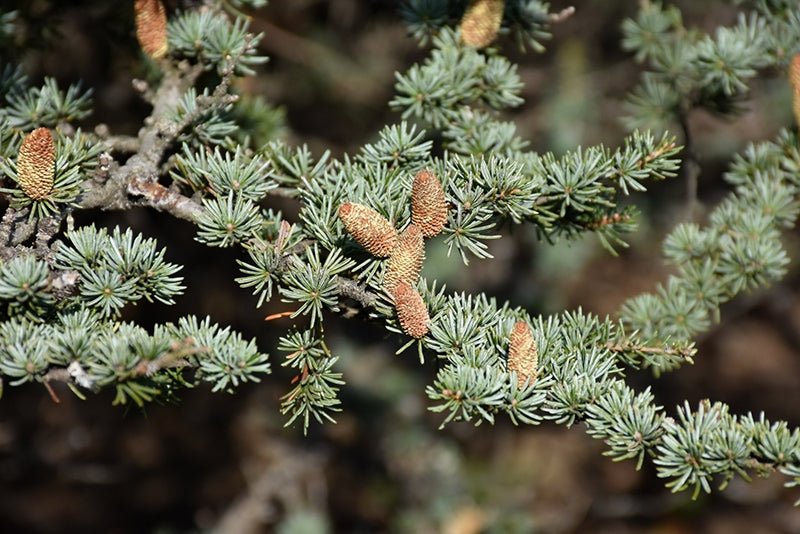 Cedar of Lebanon (Cedrus libani) - Ladybird Nursery