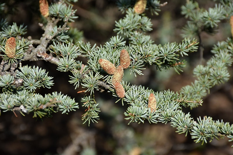 Cedar of Lebanon (Cedrus libani)