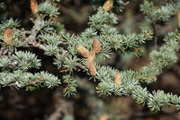 Cedar of Lebanon (Cedrus libani)