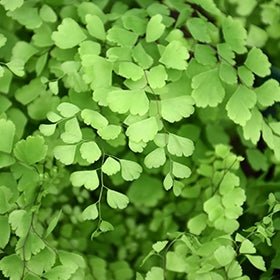 Delta Maidenhair (Adiantum raddianum) - Ladybird Nursery