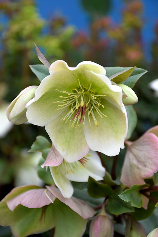 Hellebore Mollys White (Helleborus )