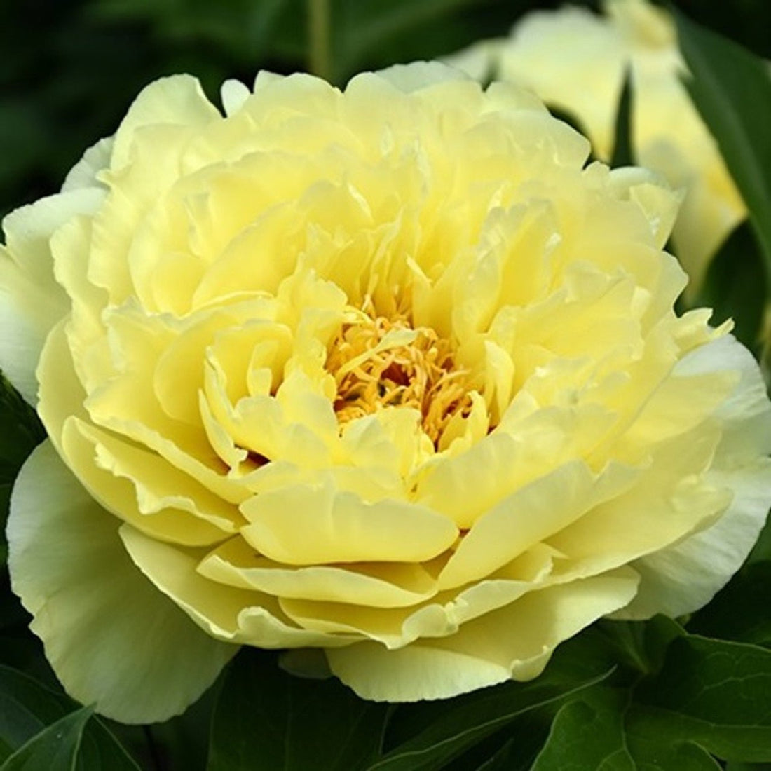Itoh Peony Yellow Crown (Paeonia) - Ladybird Nursery