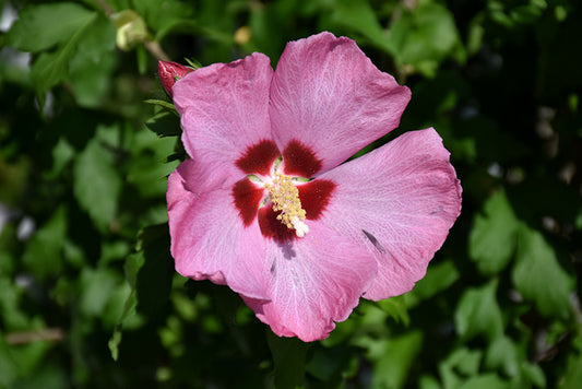 Rose of Sharon Aphrodite (Hibiscus syriacus)