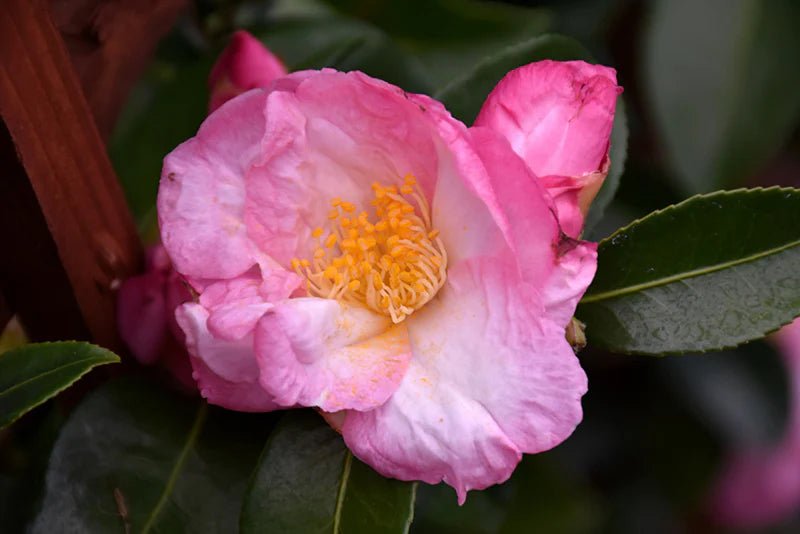 Sasanqua Camellia Apple Blossom (Camellia sasanqua) - Ladybird Nursery