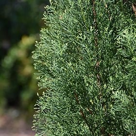 Italian Pencil Pine Glauca (Cupressus sempervirens) - Ladybird Nursery
