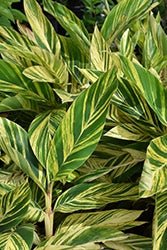 Variegated Shell Ginger Variegata (Alpinia zerumbet) - Ladybird Nursery
