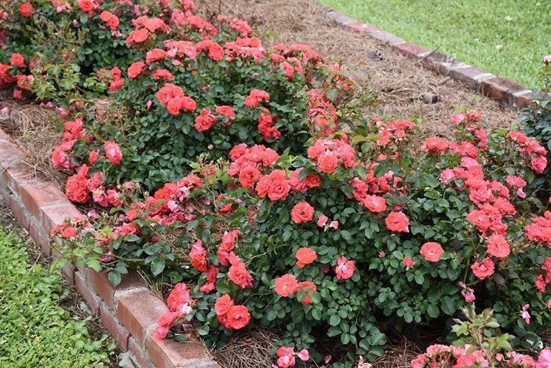 Rose DRIFT® Coral (Rosa) - Ladybird Nursery