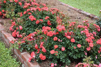 Rose DRIFT® Coral (Rosa) - Ladybird Nursery