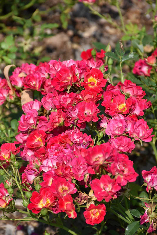 Rose DRIFT® Assorted (Rosa)