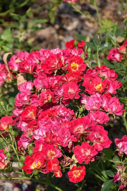 Rose DRIFT® Assorted (Rosa) - Ladybird Nursery