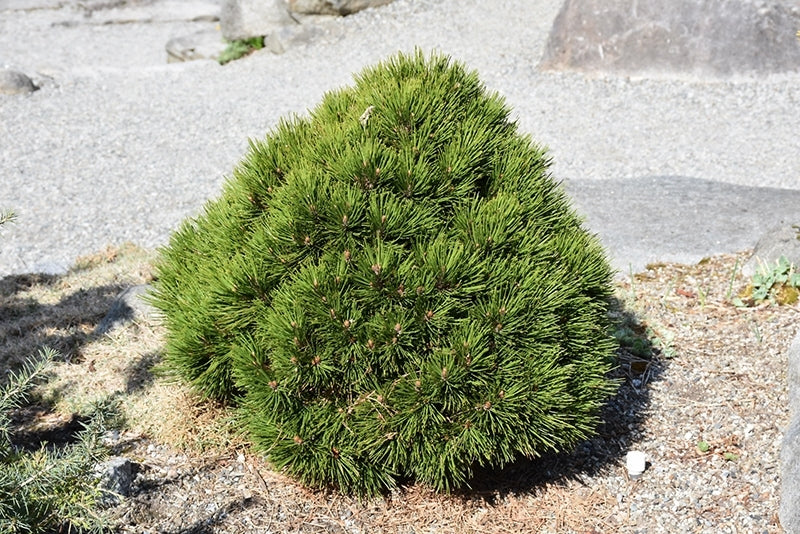 Bosnian Pine Smidtii (Pinus leucodermis)