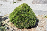 Bosnian Pine Smidtii (Pinus leucodermis) - Ladybird Nursery