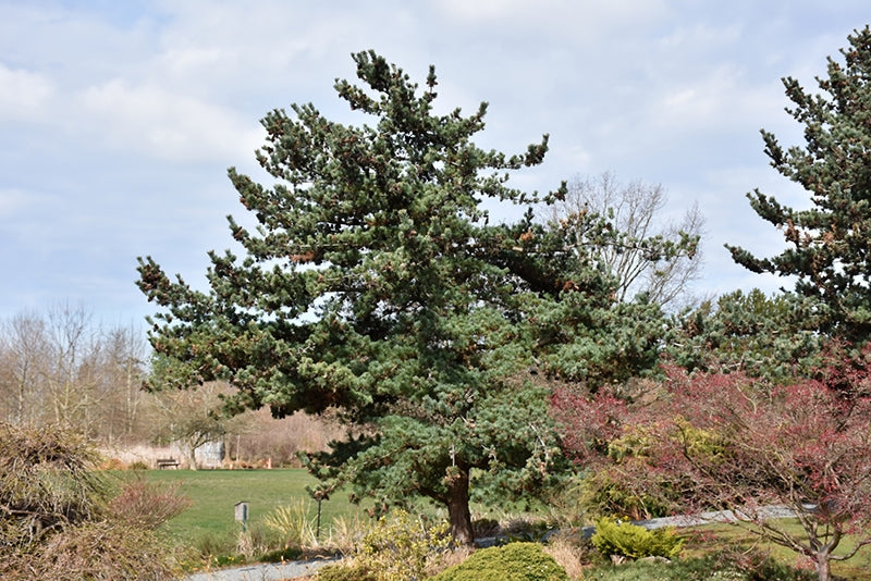 White Pine (Pinus parviflora glauca)