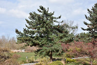 White Pine (Pinus parviflora glauca) - Ladybird Nursery
