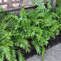 Holly Fern (Cyrtomium falcatum) - Ladybird Nursery