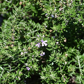 Coastal Rosemary BLUE GEM™ (Westringia hyb.)