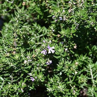 Coastal Rosemary BLUE GEM™ (Westringia hyb.) - Ladybird Nursery