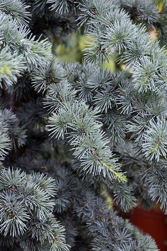 Upright Blue Cedar glauca fastigiata (Cedrus atlantica) - Ladybird Nursery