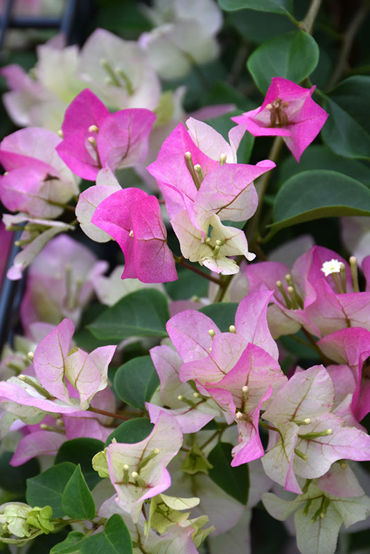 Bougainvillea Mary Palmer (Bougainvillea glabra)