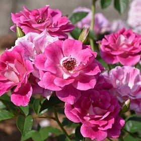 Rose Brilliant Pink Iceberg Standards (Rosa)