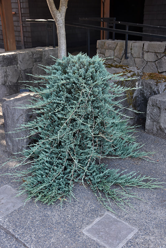 Creeping Juniper Blue Rug (Juniperus horizontalis)