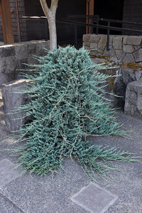 Creeping Juniper Blue Rug (Juniperus horizontalis) - Ladybird Nursery