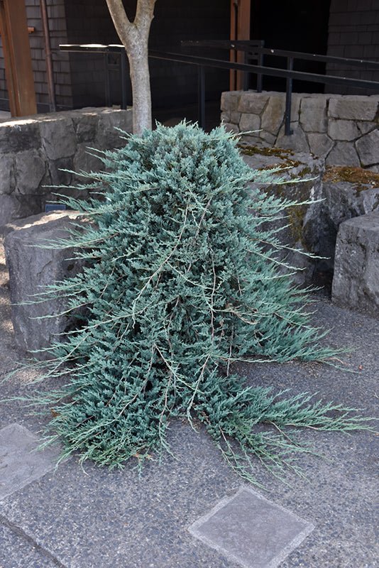 Creeping Juniper Blue Rug (Juniperus horizontalis) - Ladybird Nursery
