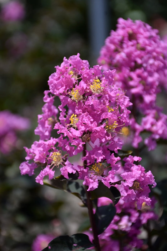 Crepe Myrtle Diamonds in the Dark Lavender Lace (Lagerstroemia)