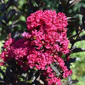 Crepe Myrtle Diamonds in the Dark Mystic Magenta (Lagerstroemia) - Ladybird Nursery