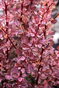 Rosy Glow Japanese Barberry (Berberis thunbergii) - Ladybird Nursery