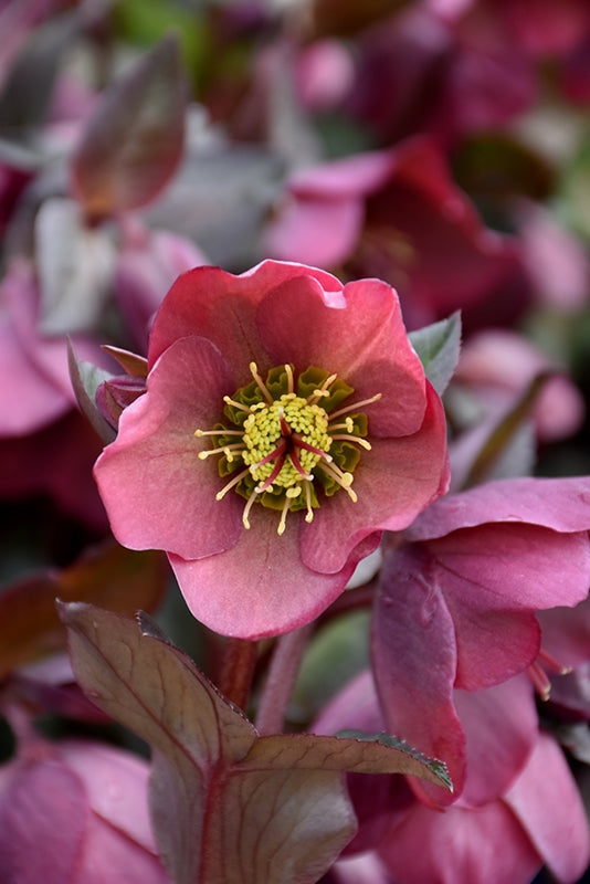 Hellebore Pennys Pink (Helleborus )